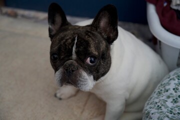 french bulldog puppy looking at camera