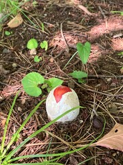 タマゴタケの卵　赤いきのこの森　夏と秋の風景