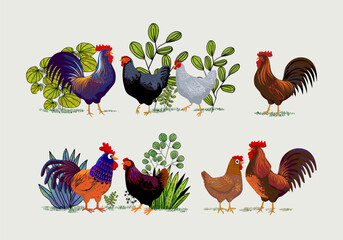 Set of domestic chicken, rooster, hen, breeds poultry farm animal collection  vintage hand drawn vector illustration. Livestock birds pet animal.