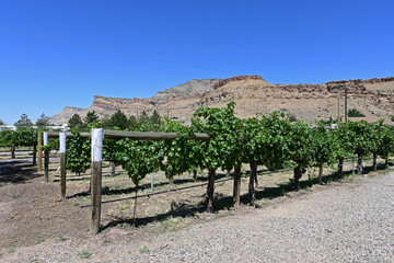 Vineyard in Palisade, Colorado with elevated desert mesa in background on clear sunny summer day.