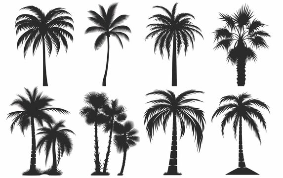A set of black vector palm tree silhouettes isolated on a white background.