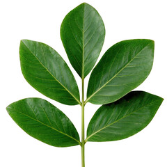 Fototapeta premium Close-up of a green leaf with five vibrant leaflets, isolated on a white background. Ideal for nature, botanical, and eco-friendly themes.