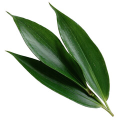 Obraz premium Close-up of three fresh green bamboo leaves isolated on a white background, showcasing their natural texture and vibrant color.