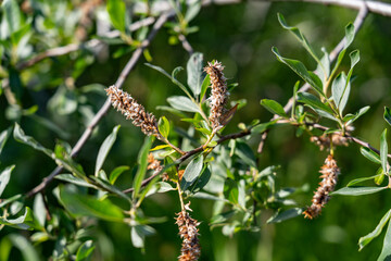 Willows, also called sallows and osiers, of the genus Salix, comprise around 350 species (plus numerous hybrids) of typically deciduous trees and shrubs,  Portage Lake, Chugach National Forest, Alaska