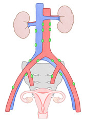 Blank Diagram showing the pelvic and para-aortic lymph nodes PNG