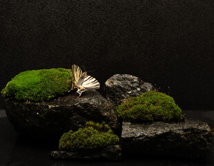 natural black stones with texture on dark background for podium background product presentation