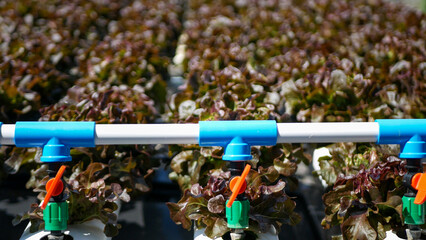 Salad farm vegetable green oak lettuce. Close up fresh organic hydroponic vegetable plantation...