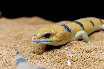 ピーターズバンデッドスキンクのアップ