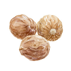 水彩で描いたナツメグホールのイラスト