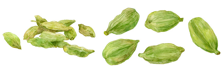 カルダモンの水彩イラストセット