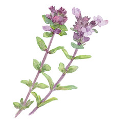 Fototapeta premium タイムの花 水彩イラスト ハーブ