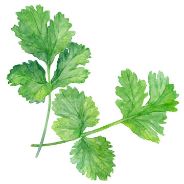 パクチー　853535 オプションお写真2枚目掲載 フォトフレーム カラーペーパースタンド 2Lサイズ クリーム - ハクバ