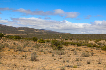 wildflowers blooming in namaqualand, south africa