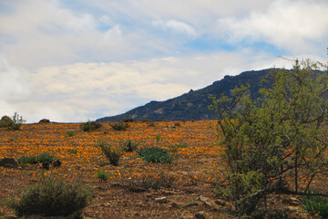 wildflowers blooming in namaqualand, south africa