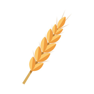 recommend clip art: Wheat Bunch of wheat ears clip art Dried whole grains illustration Cereal harvest