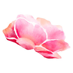 Fototapeta premium Detailed watercolor flower illustration, Elegant watercolor spring flower
