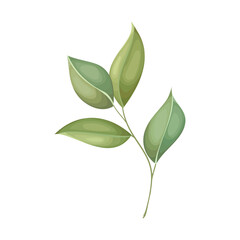 Hand painted leaves watercolor, Watercolor leave isolated illustration on the white background