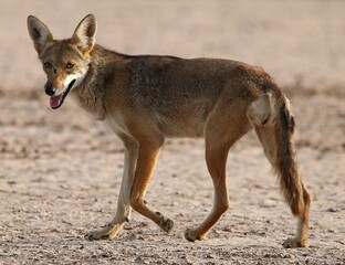 Female Coyote in the Desert