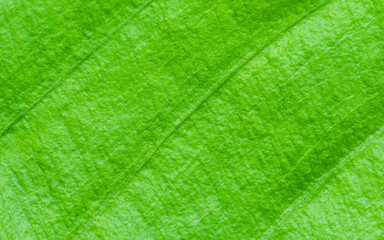 Green leaf texture showing veins forming a natural pattern.