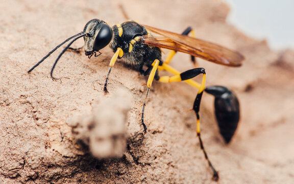 Black and yellow mud dauber wasp standing on the ground.