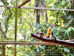 Two cute java sparrow or gelatik jawa birds eating corn on tree branch isolated on horizontal botanical tree and mesh net habitat cage wall background.