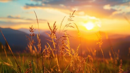 Naklejka premium Shadow of grass against sunset over mountains with copy space