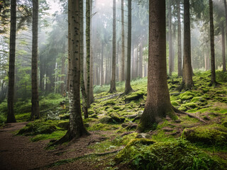 Obraz premium sunlight in the forest