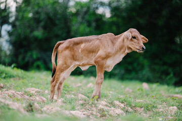 Milk cow grazing on green farm pasture on summer day. Feeding of cattle on farmland grassland