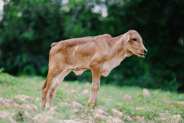 Milk cow grazing on green farm pasture on summer day. Feeding of cattle on farmland grassland