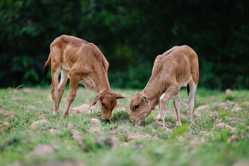 Milk cow grazing on green farm pasture on summer day. Feeding of cattle on farmland grassland