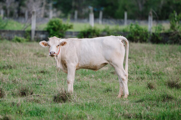 Milk cow grazing on green farm pasture on summer day. Feeding of cattle on farmland grassland