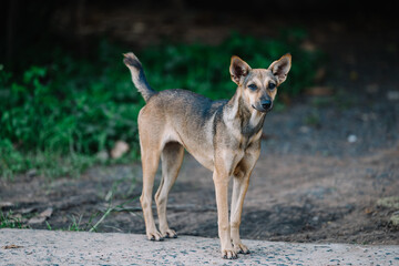 Dog look camera walking in the park