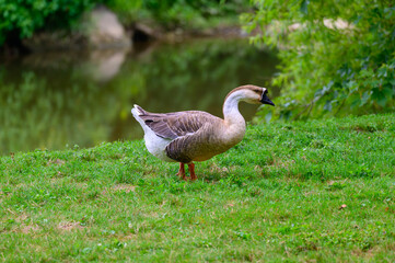 A Domestic Swan Goose at Lancaster Pennsylvania.