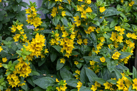 Lysimachia punctata, the dotted loosestrife, large yellow loosestrife,circle flower, or spotted loosestrife, is a flowering plant species in the family Primulaceae, native to Europe