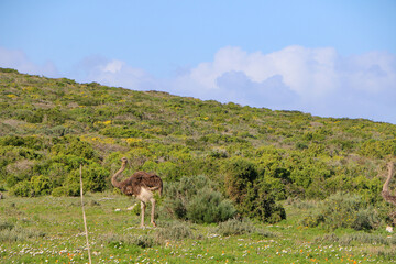 ostrich in the wild, south africa