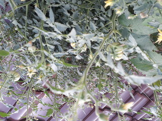 Home garden, tomato plants on the rooftop