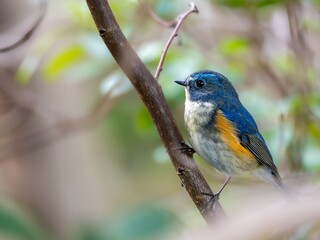 森の中の木陰で枝に留まっているルリビタキの雄