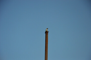 a bird sitting on an iron pole against a blue sky background