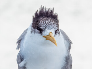 Great Crested Tern - Thalasseus bergii in Australia