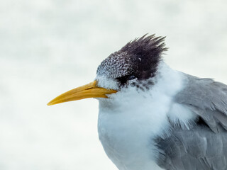 Great Crested Tern - Thalasseus bergii in Australia