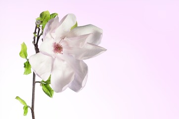 Obraz premium Beautiful fresh aroma flower on background