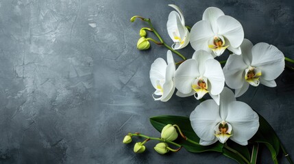 Tropical orchid flowers on gray background from top view with text space