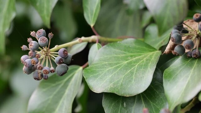 Common ivy (hedera helix) plant buds in slight breeze