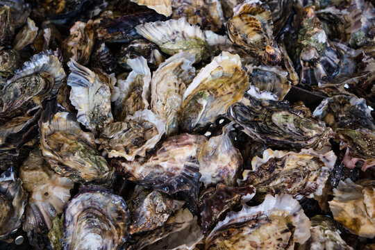 Bunch of Raw Oysters