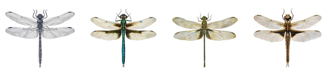 Four Dragonflies With Variations in Color