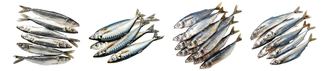 Obraz premium Set of Sardines fish.