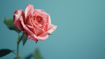 Fototapeta premium Close up pink rose with selective focus on light blue background representing love and romance
