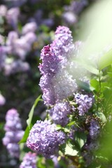 Beautiful lilac flowers blooming under the warm spring sun in a charming garden setting.