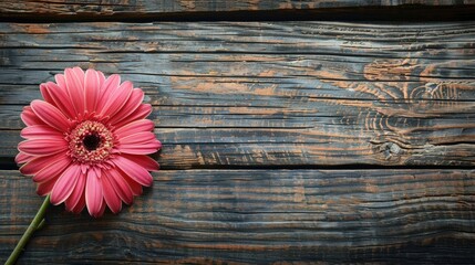 Gerbera daisy on vintage wooden surface
