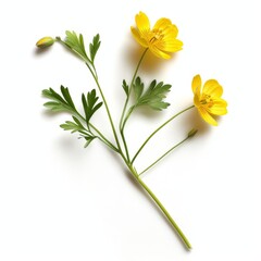 3D Illustration of Buttercup Flowers on White Background